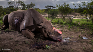 The Wildlife Photograph of the Year Will Haunt Us For Decades